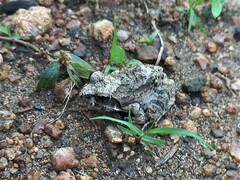 Tomopterna natalensis