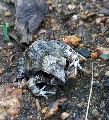 Tomopterna natalensis