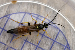 Ichneumon