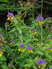 Melampyrum polonicum