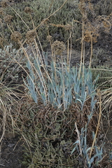 Allium nutans