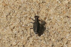 Cicindela punctulata punctulata