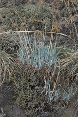 Allium nutans