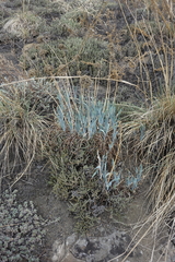 Allium nutans