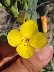 Eulobus crassifolius