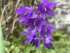 Campanula
