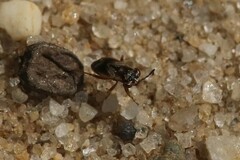 Geocoris discopterus