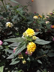Lantana camara