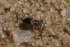 Geocoris discopterus