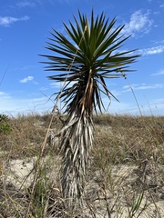 Yucca