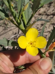 Eulobus crassifolius
