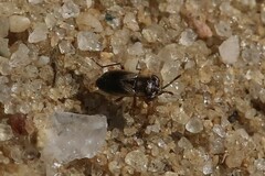 Geocoris discopterus