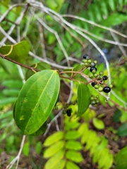 Miconia cinnamomifolia