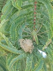 Peucetia