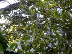 Lipaugus vociferans
