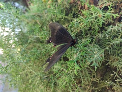 Papilioninae