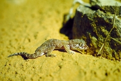 Stenodactylus mauritanicus