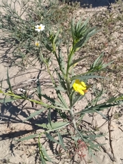 Eulobus crassifolius