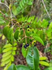 Miconia cinnamomifolia
