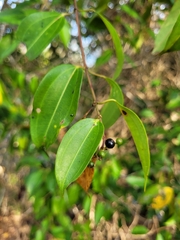 Miconia cinnamomifolia