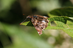 Noctuana lactifera