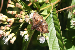 Noctuana lactifera