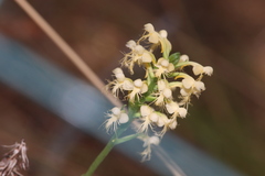 Platanthera pallida