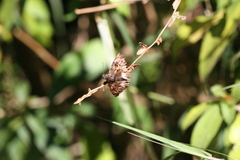Noctuana lactifera