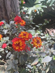 Lantana horrida