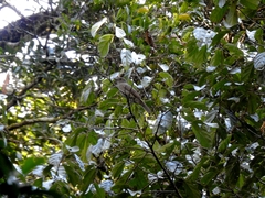 Lipaugus vociferans