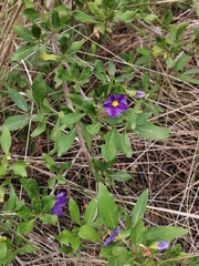 Lycianthes rantonnetii