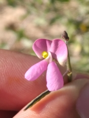 Phaseolus filiformis