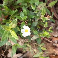 Cistus psilosepalus