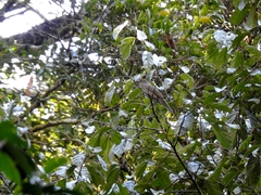Lipaugus vociferans