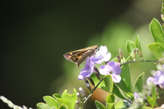 Polites subreticulata