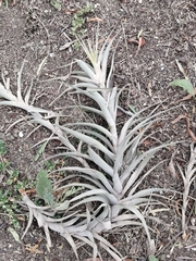 Tillandsia lajensis
