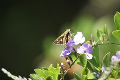 Polites subreticulata