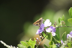 Polites subreticulata