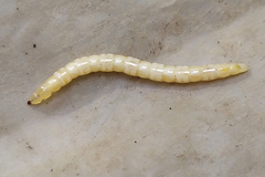 Therevidae