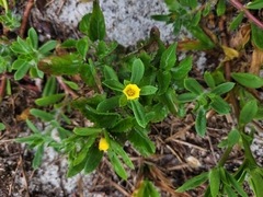 Portulaca mucronata