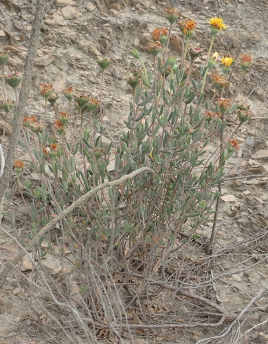 Image of Drosanthemum uniondalense by (c) Nicola van Berkel, some rights reserved (CC BY-SA)