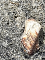 Lamarcka imbricata