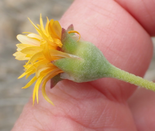 Image of Drosanthemum uniondalense by (c) Nicola van Berkel, some rights reserved (CC BY-SA)