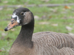 Anser anser × Branta canadensis