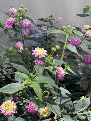 Lantana montevidensis