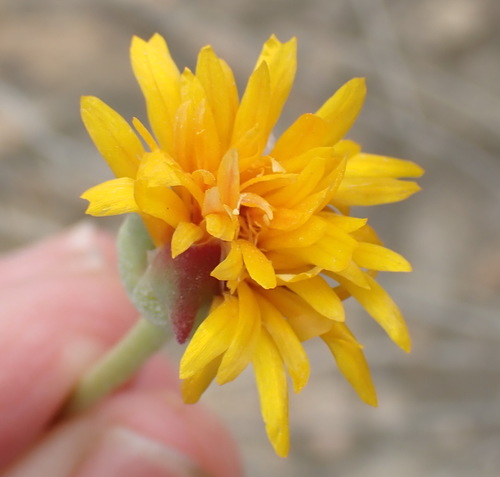 Uniondale Dewfig (Drosanthemum uniondalense)