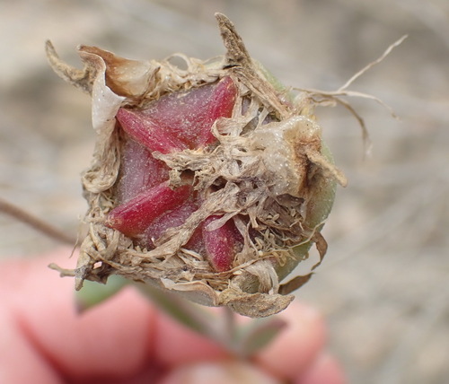 Image of Drosanthemum uniondalense by (c) Nicola van Berkel, some rights reserved (CC BY-SA)