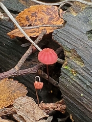 Marasmius haematocephalus