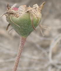 Drosanthemum uniondalense