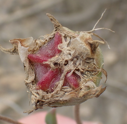 Image of Drosanthemum uniondalense by (c) Nicola van Berkel, some rights reserved (CC BY-SA)